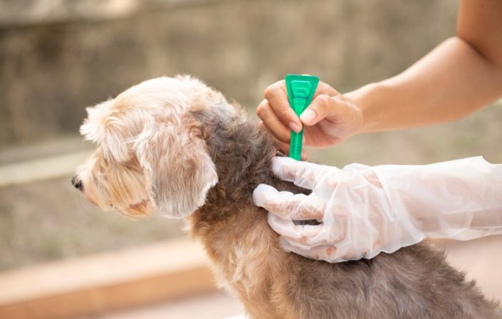 How does the active ingredient in Simparica for dogs work to combat fleas and ticks?