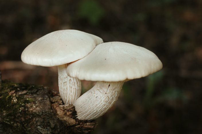 Are mushroom supplements hard on your liver?